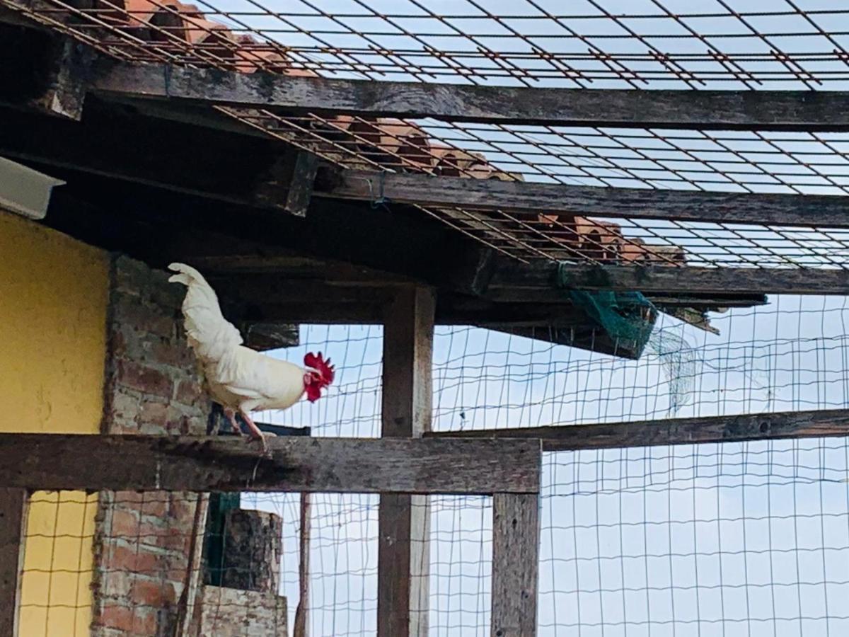 Pontestura Agriturismo Cascina Smeraldaヴィラ エクステリア 写真